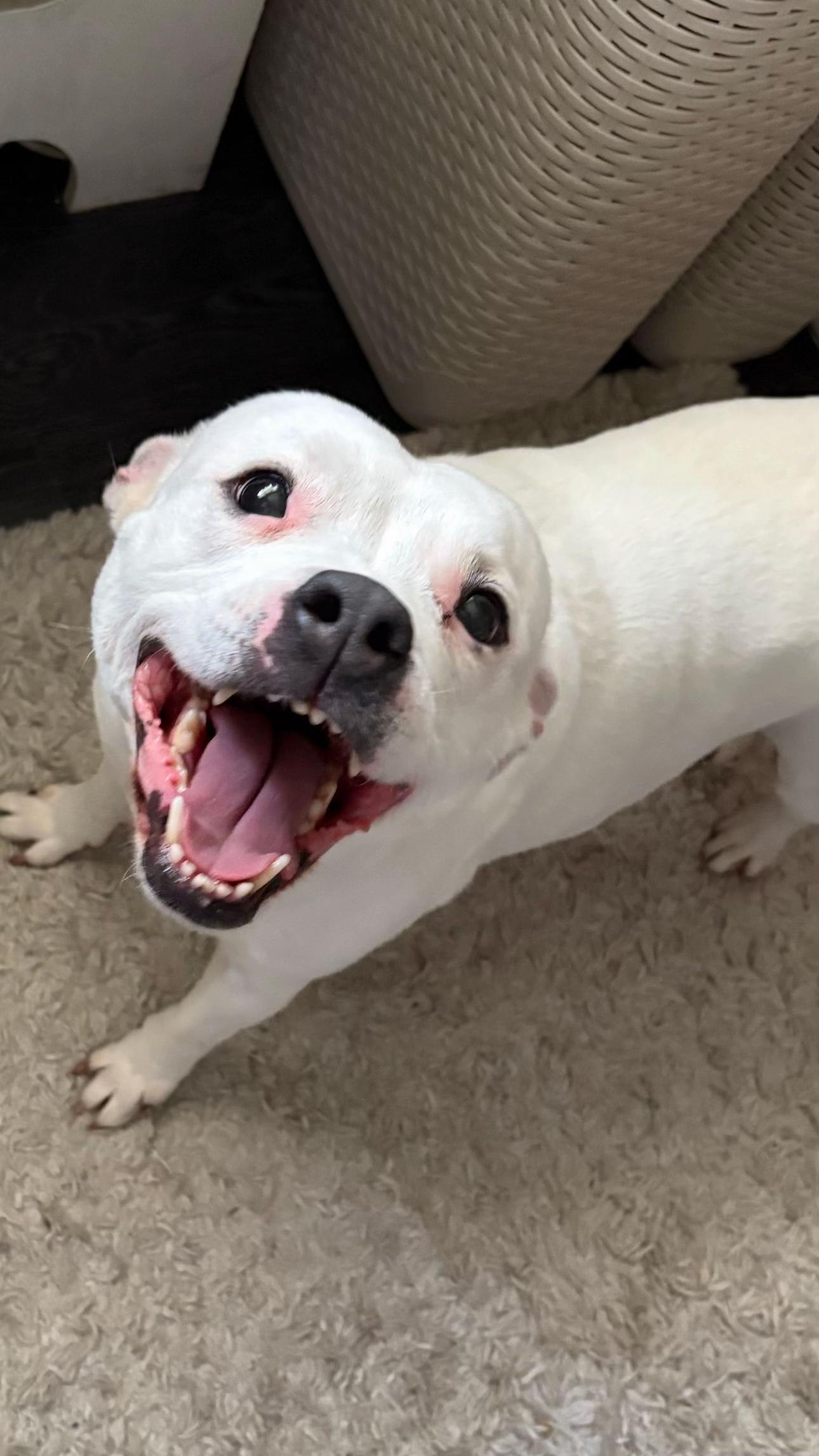 @Daisy the staffy 🌼
