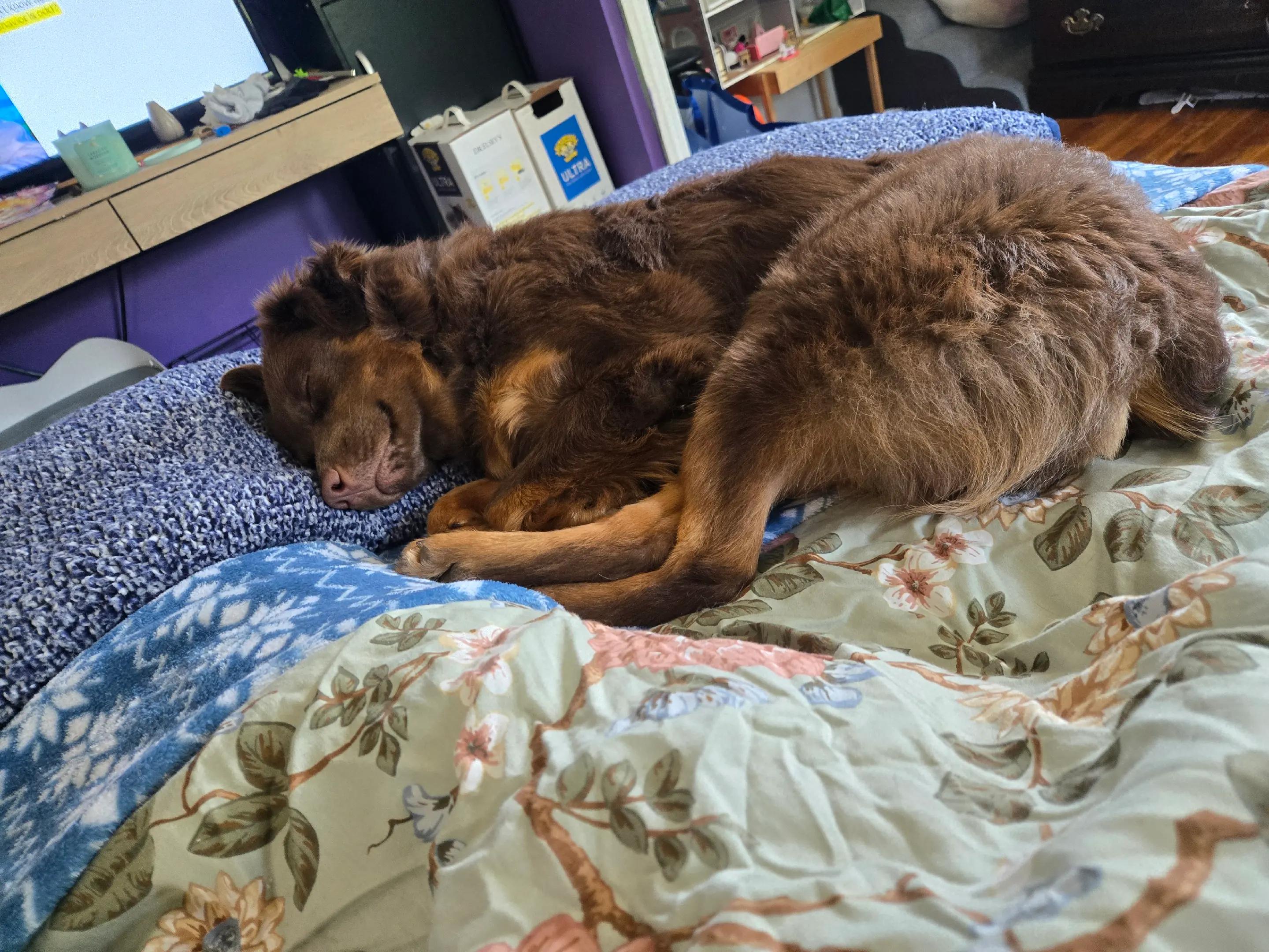 @Kodastar🏳️&zwj;⚧️🩷🩵🤍🩷🩵