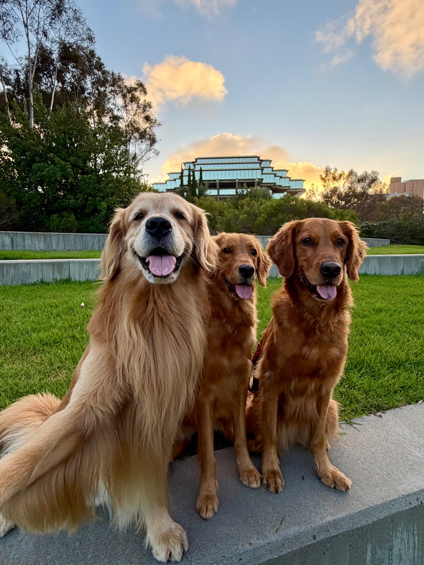 @UC San Diego