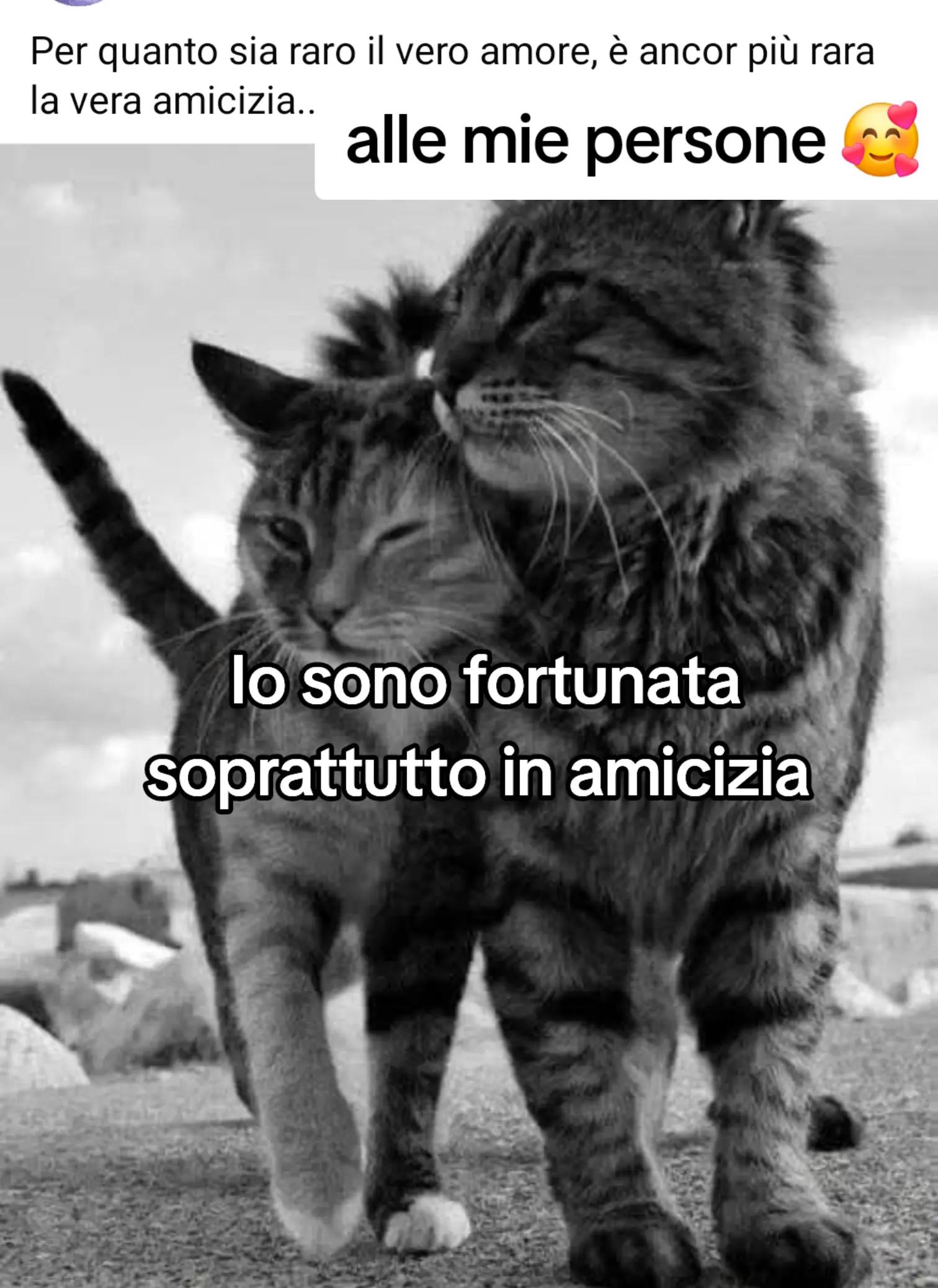 @CAMY