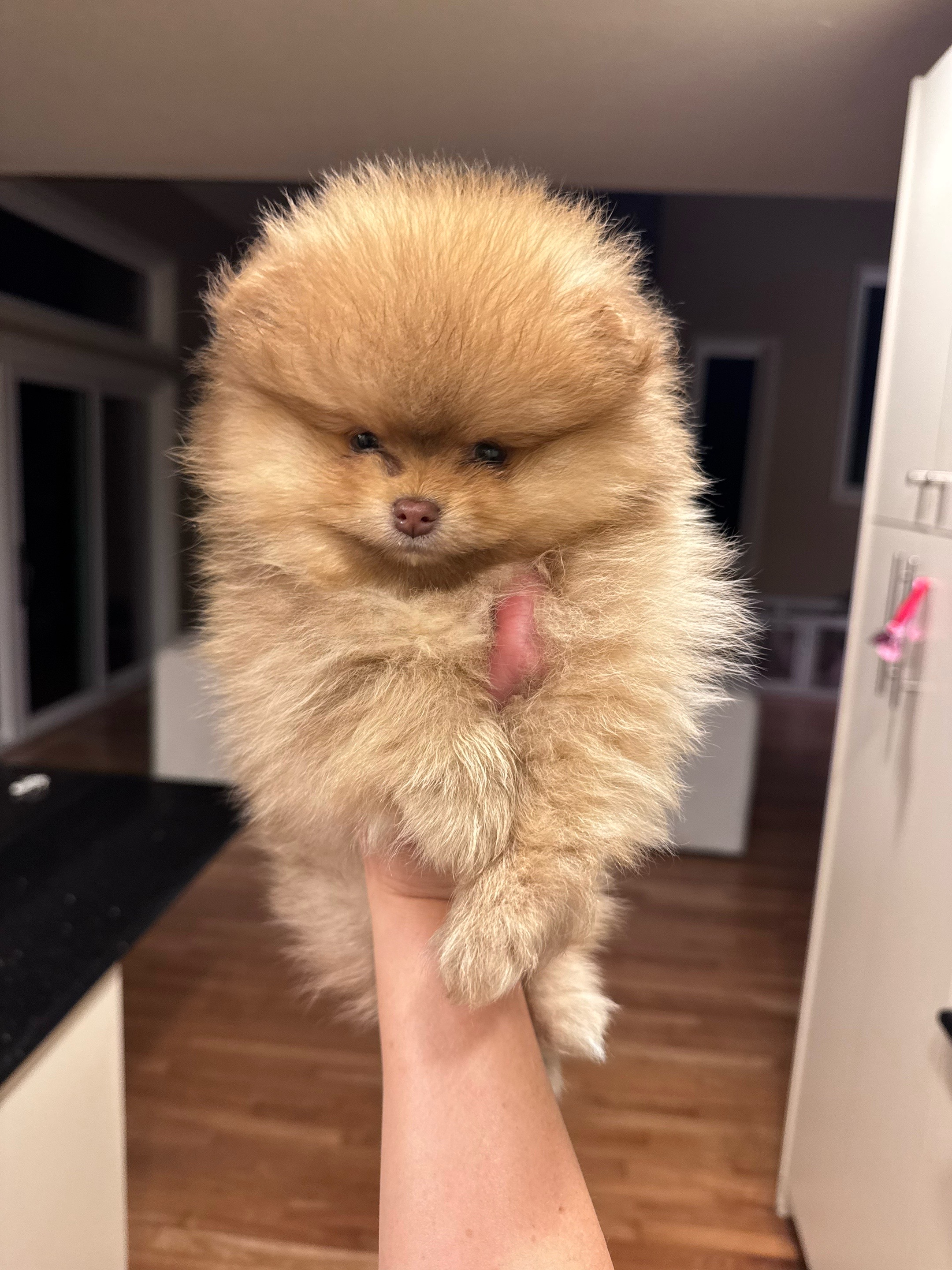 @Fingerlakes Pomeranians