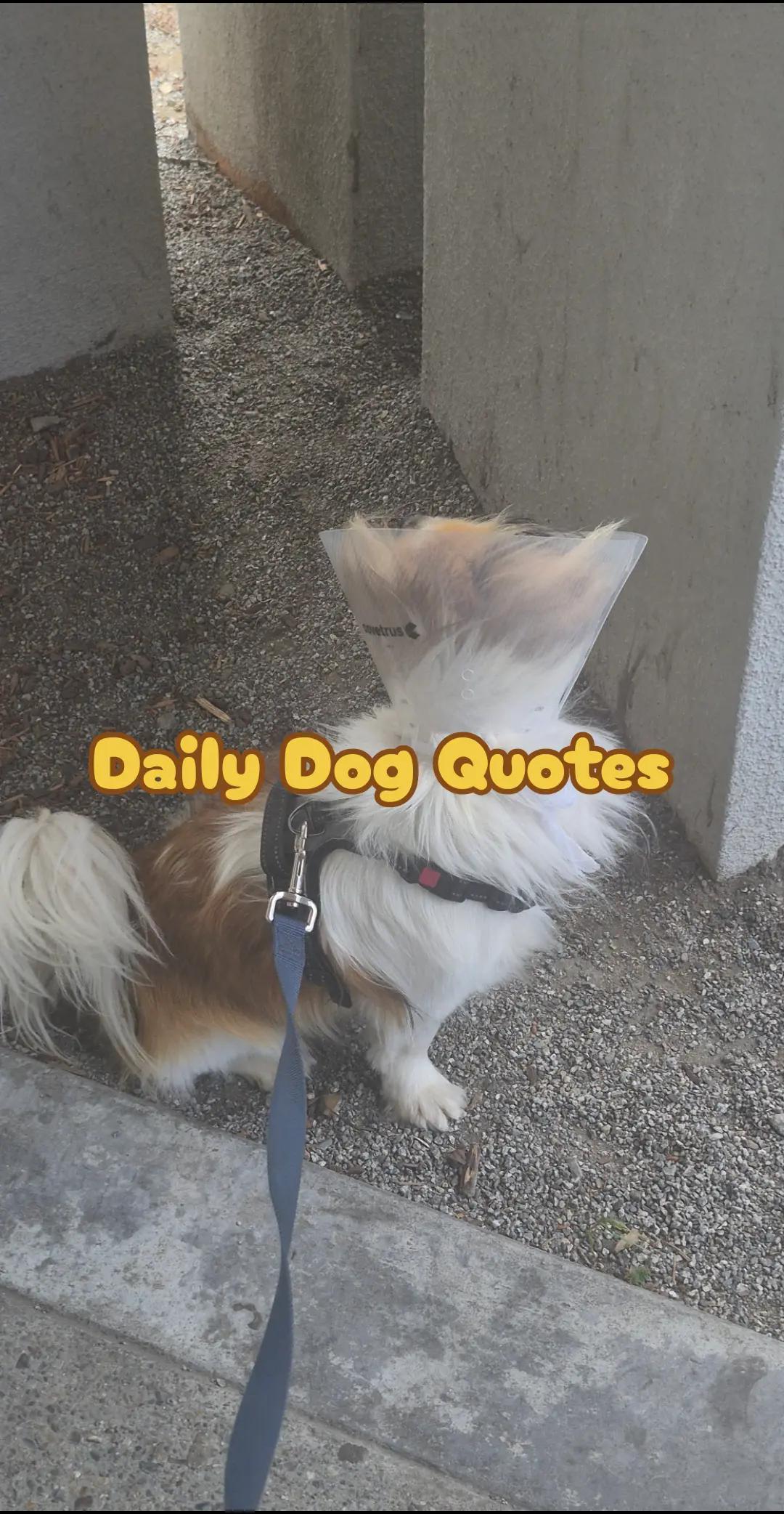 @dailydogquotes