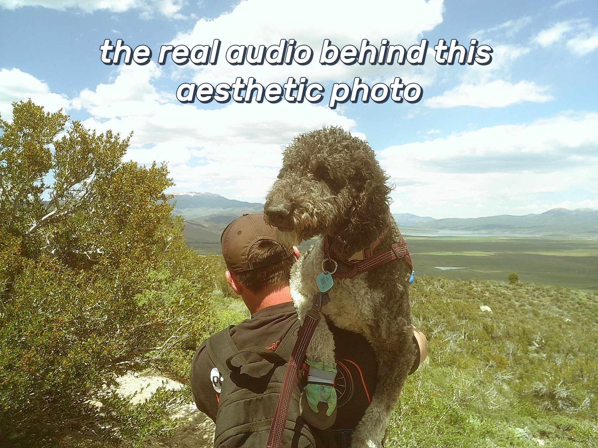 @Luna - The Goodest Labradoodle