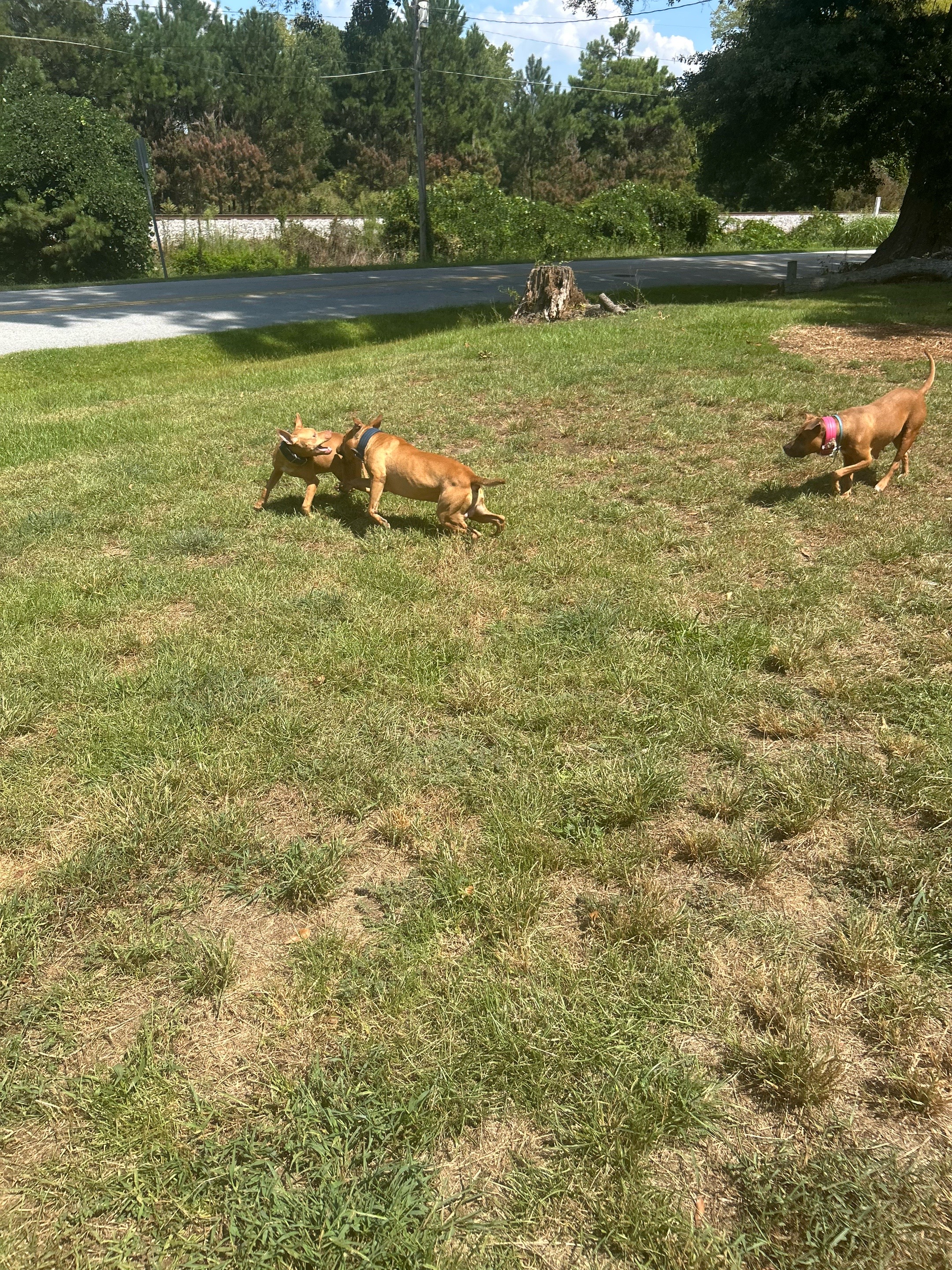 @Real Country Kennels