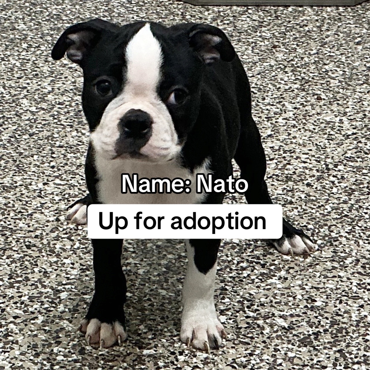 @Boston terriers puppies