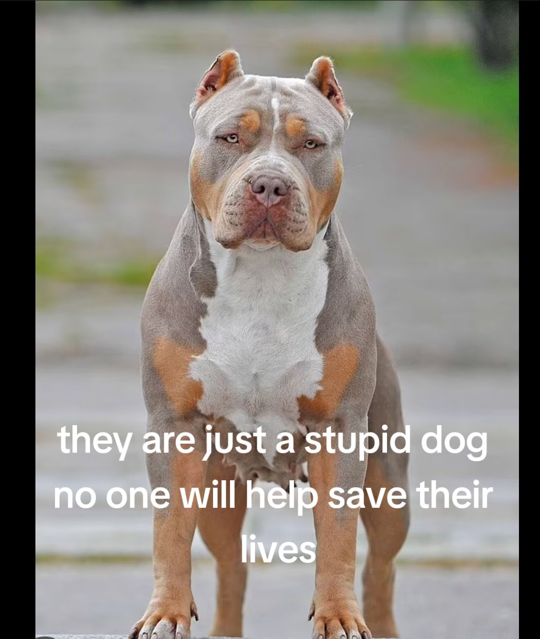 @SAVE THE XL BULLYS