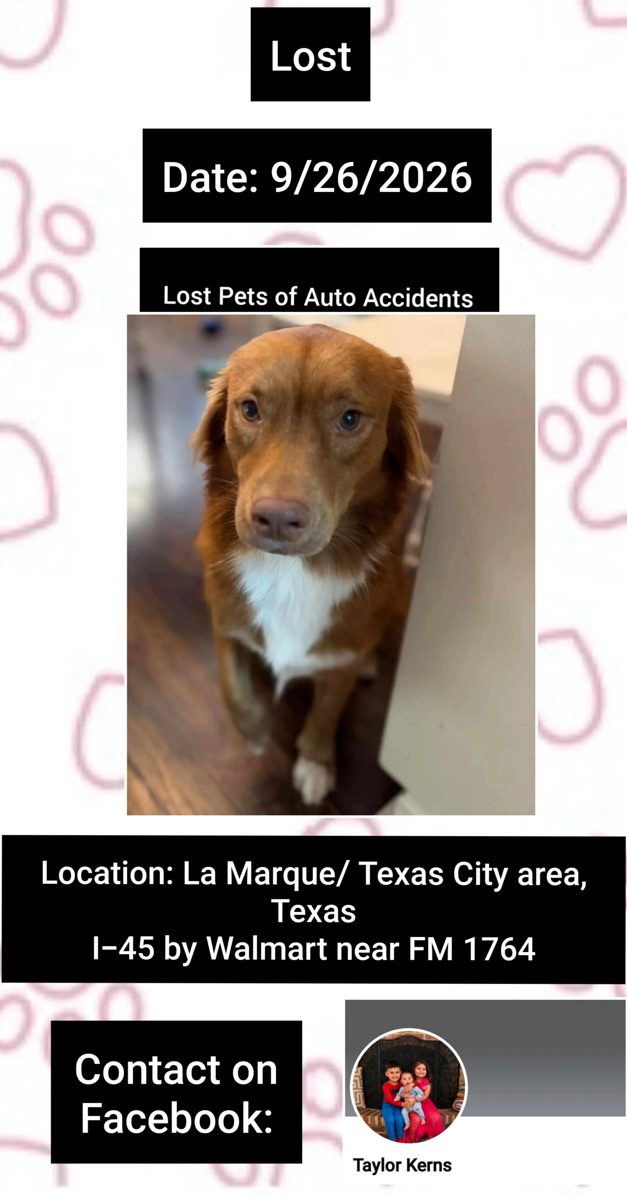 @Lost Pets of Auto Accidents