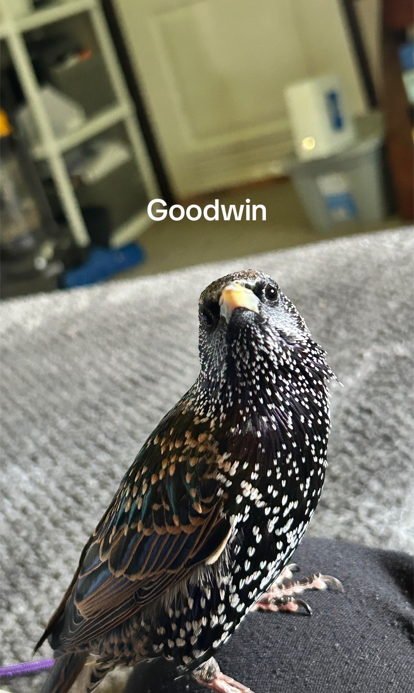 @Tennis_bird