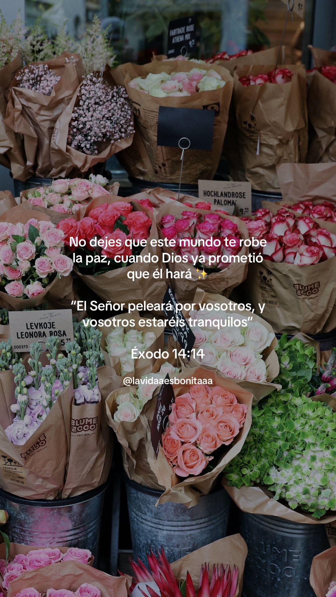 @vidabonita❤️&zwj;🩹