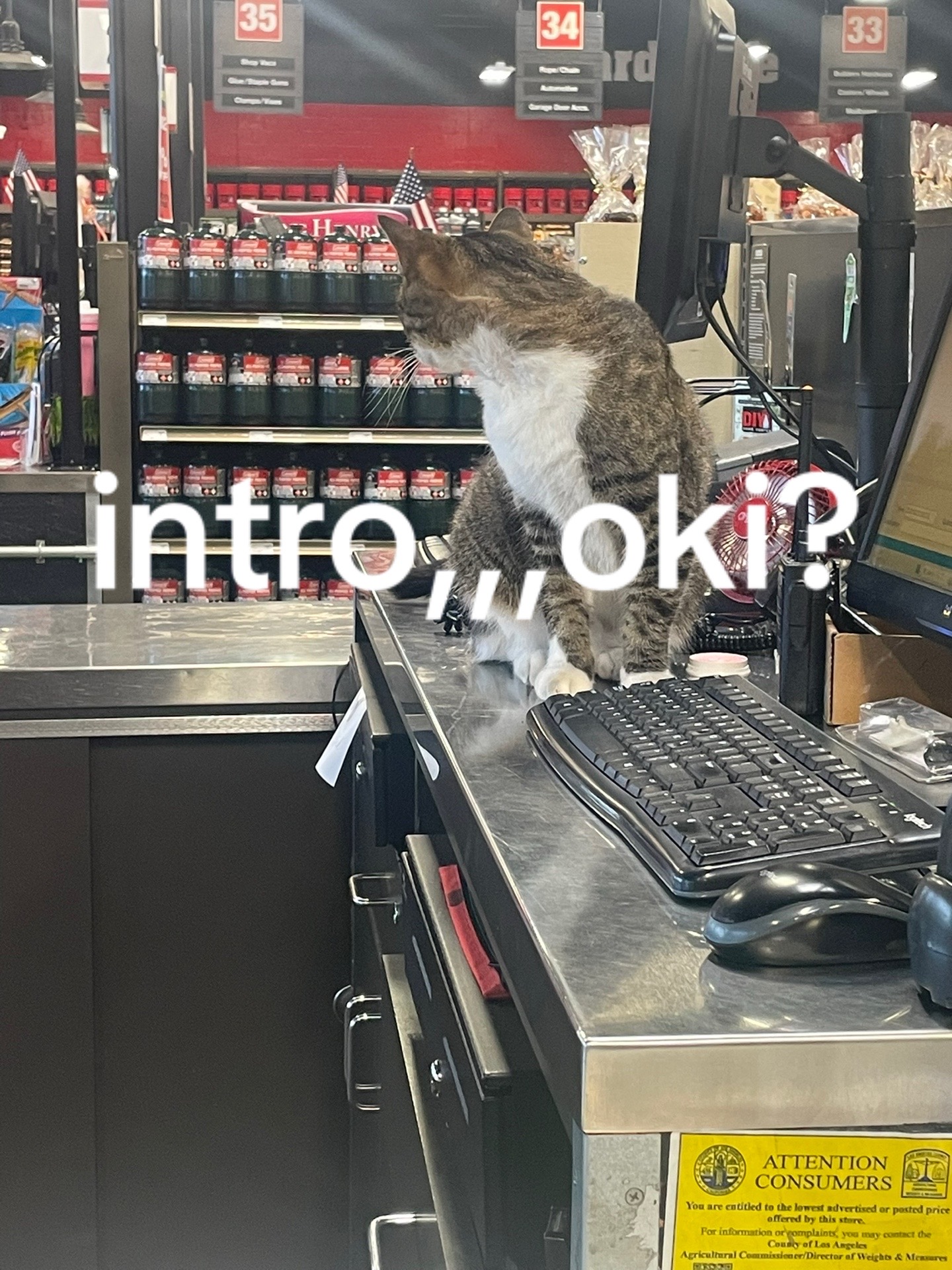 @☆*:.｡. 🧁 kittycakes