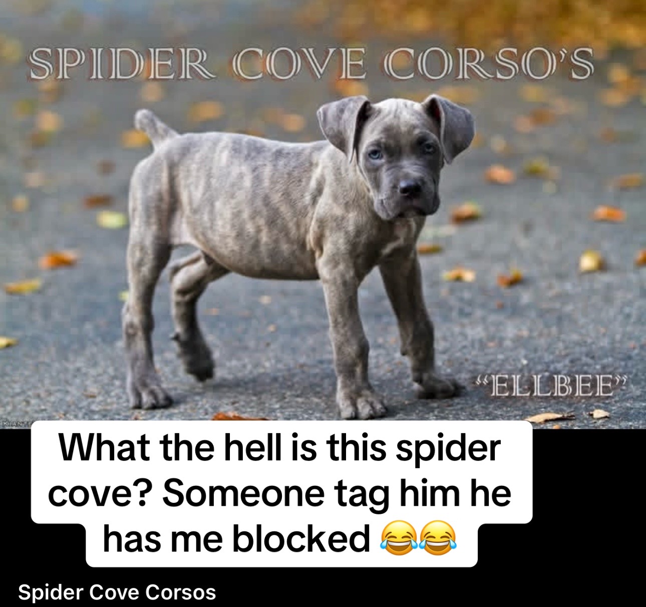 @canecorsoblackguardianz