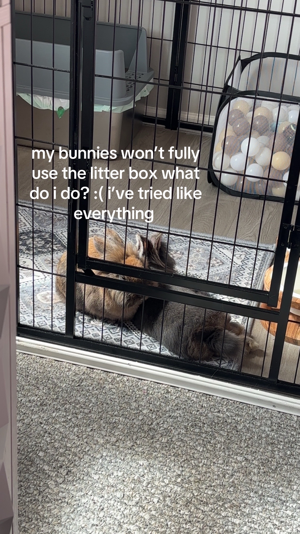 @bunbun & binky