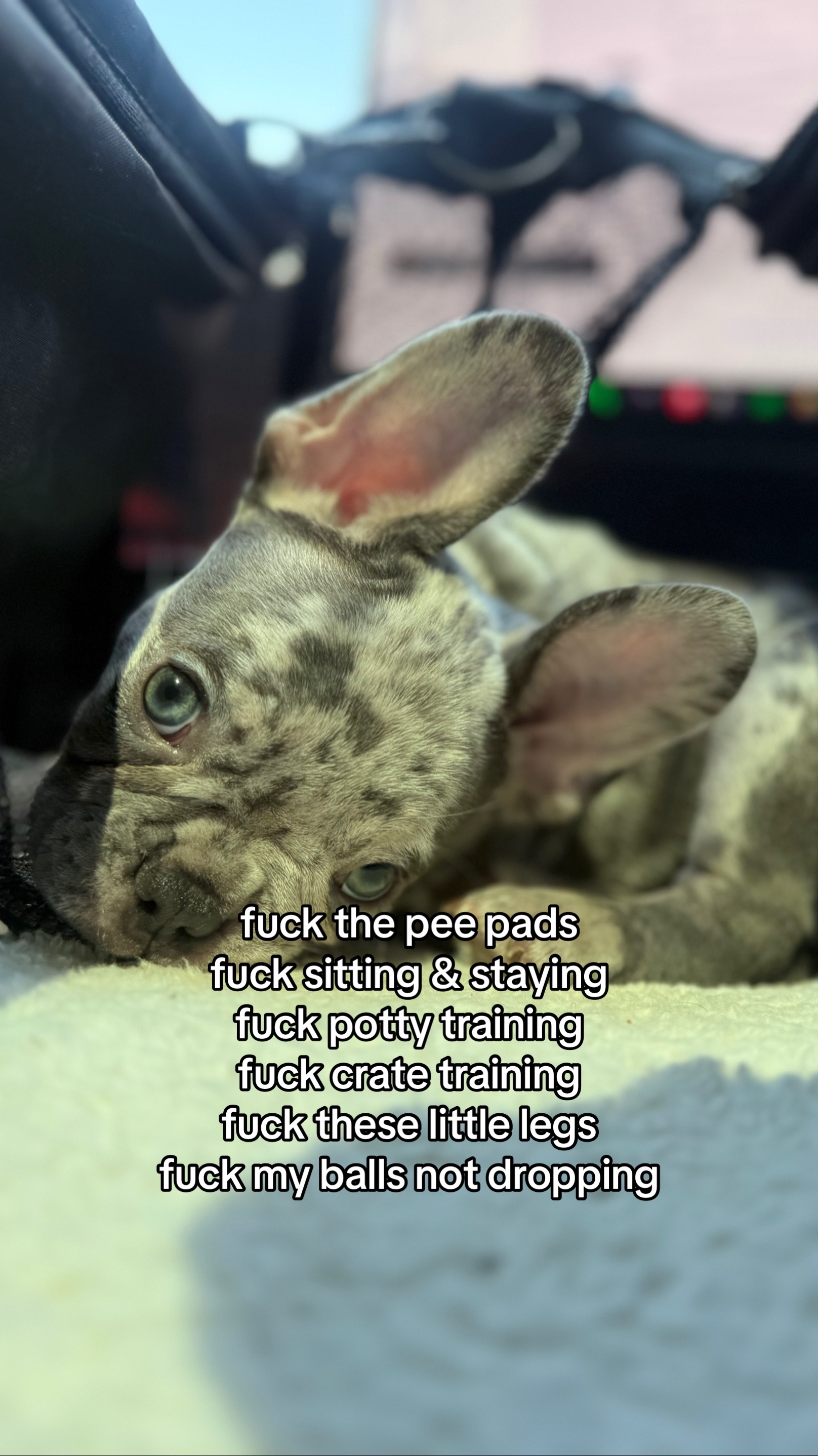 @frenchiesofvegas