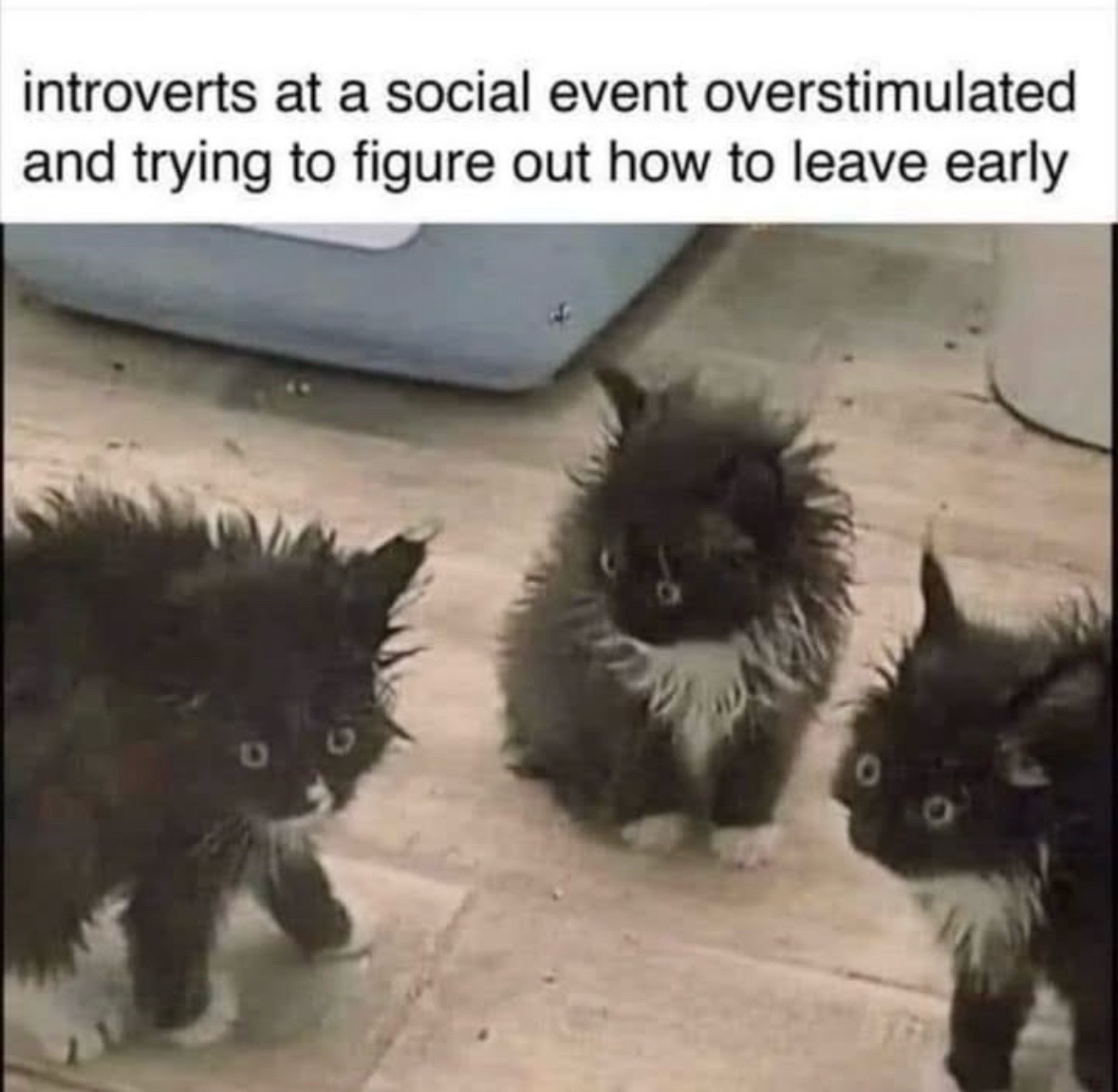 @Bratcats
