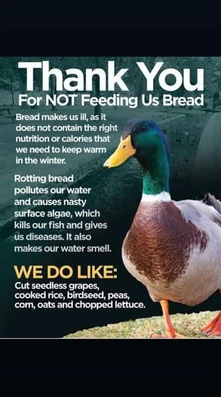 @🦆Duckville🦆