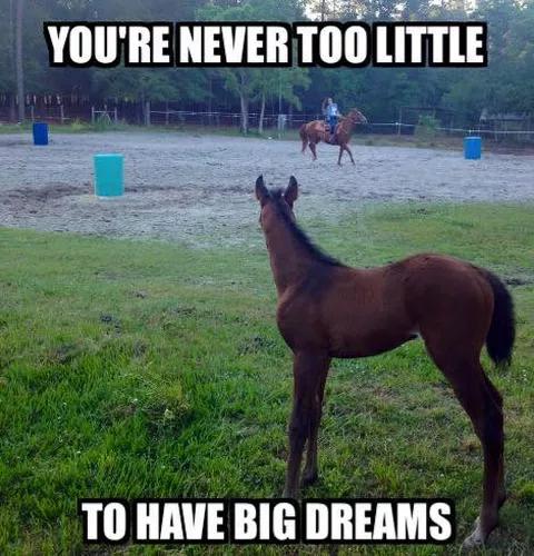 @streamhorse