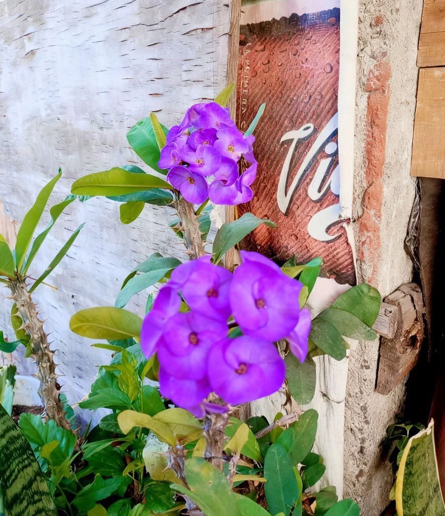 @Florecitas robadas🌼😁