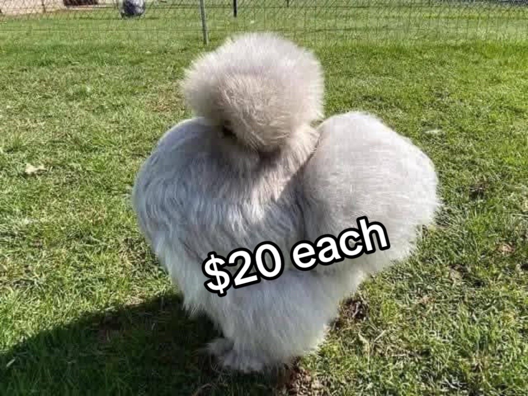 @Matthew’s Feathered Farm
