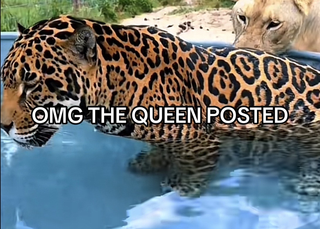 @🍧