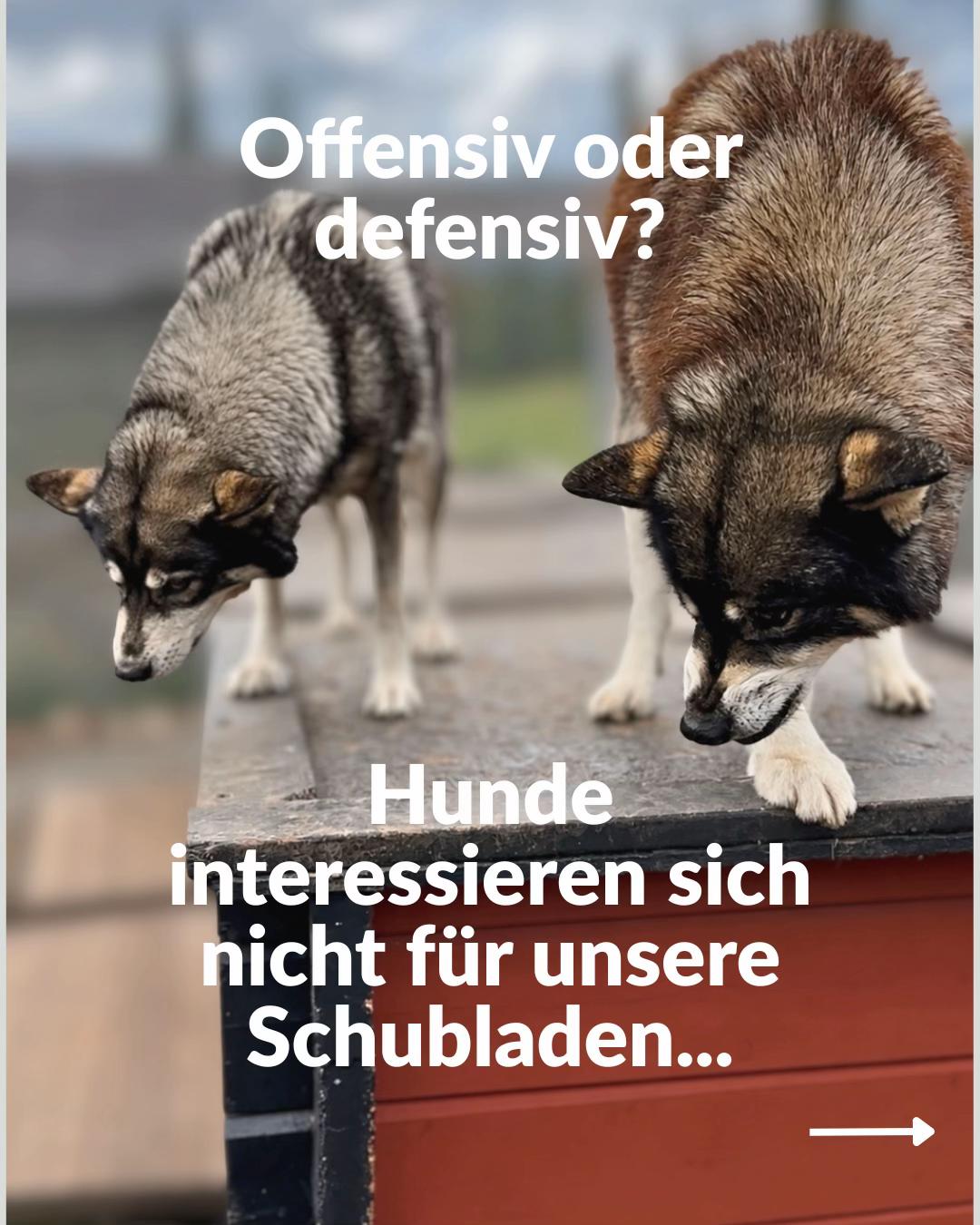 @Mehrere Hunde, ein Team!