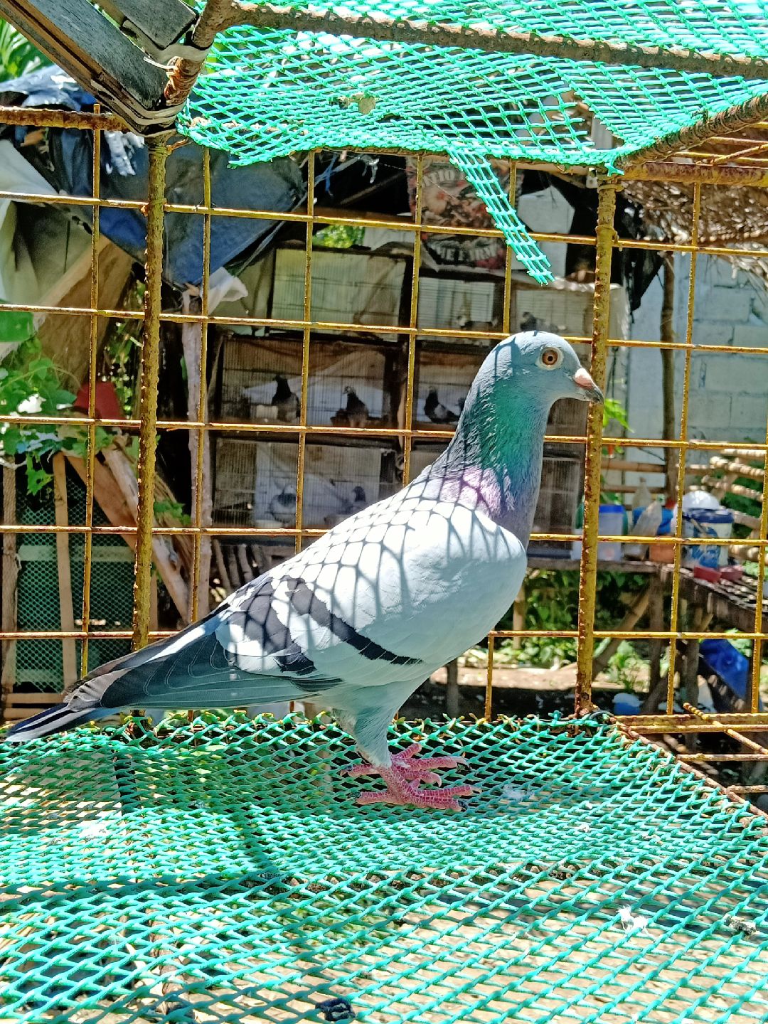 @Double J brothers loft 🕊️