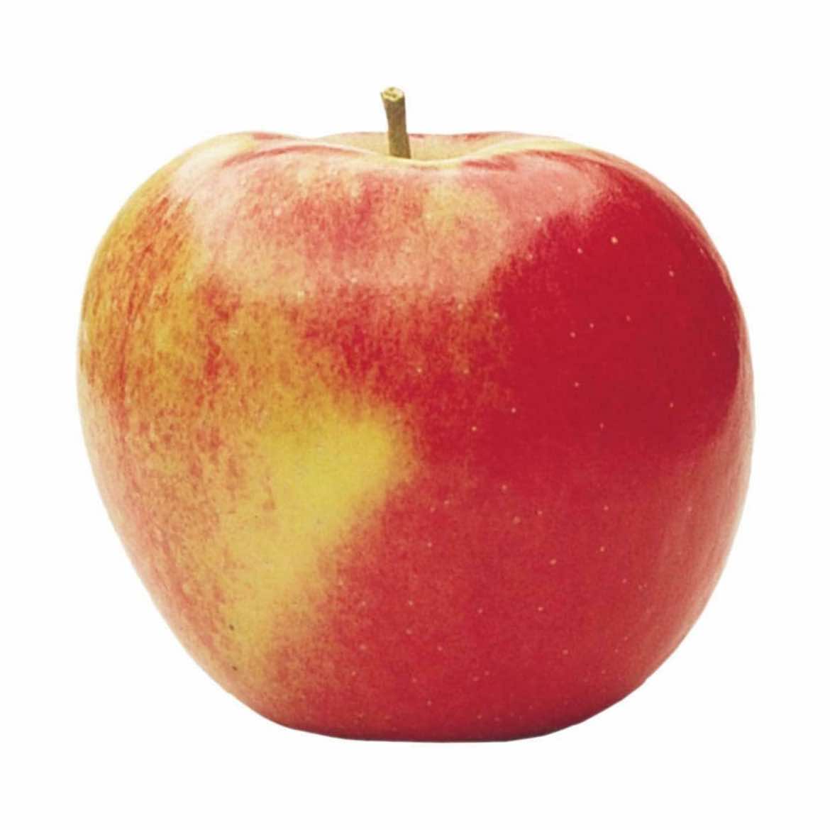 @apple for a brain
