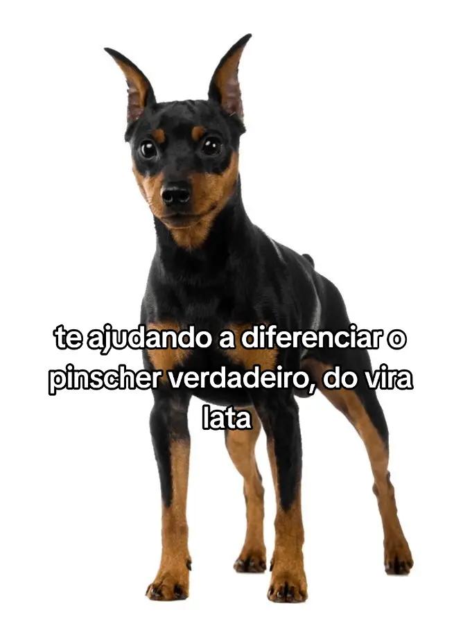 @•°★The_dogs!★°•