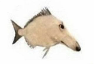 @GYA (Imai’s #1 fan)