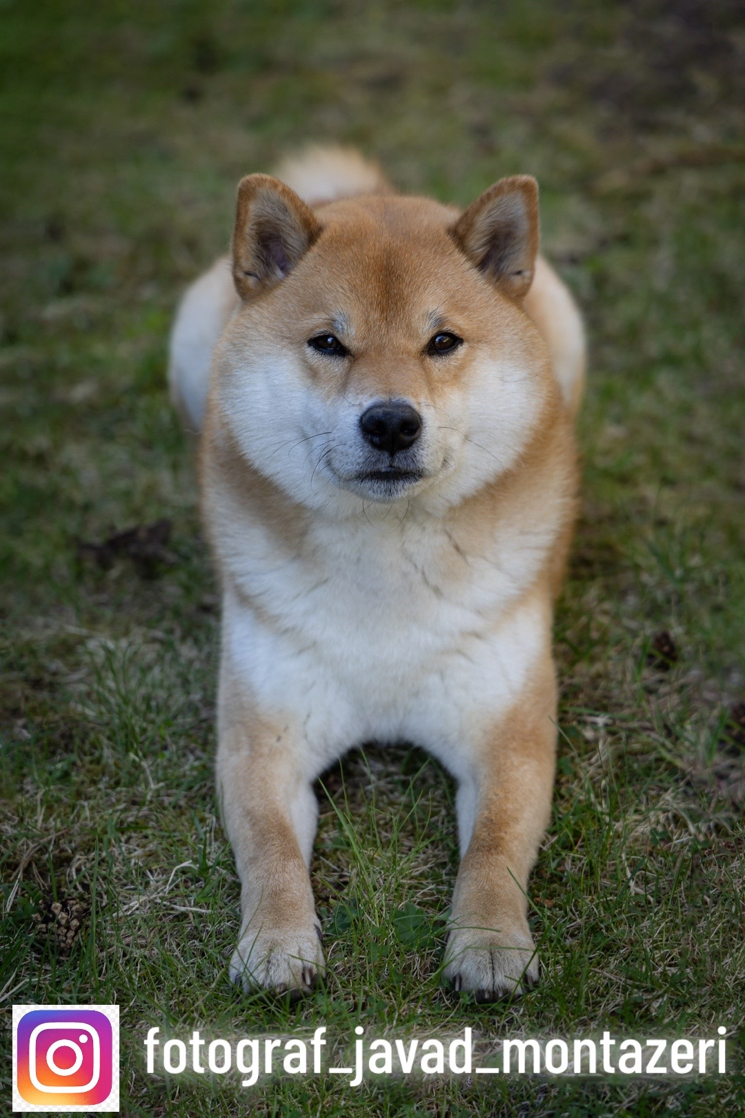 @yoshi.doggyhood