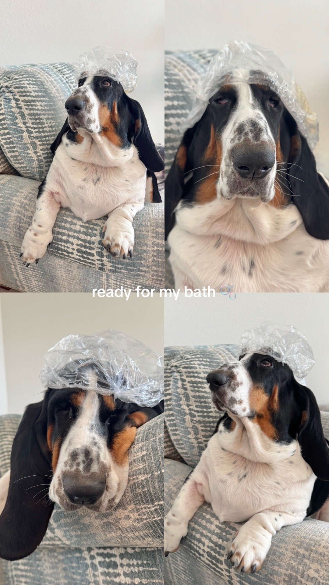 @🐾BillieBasset🐾