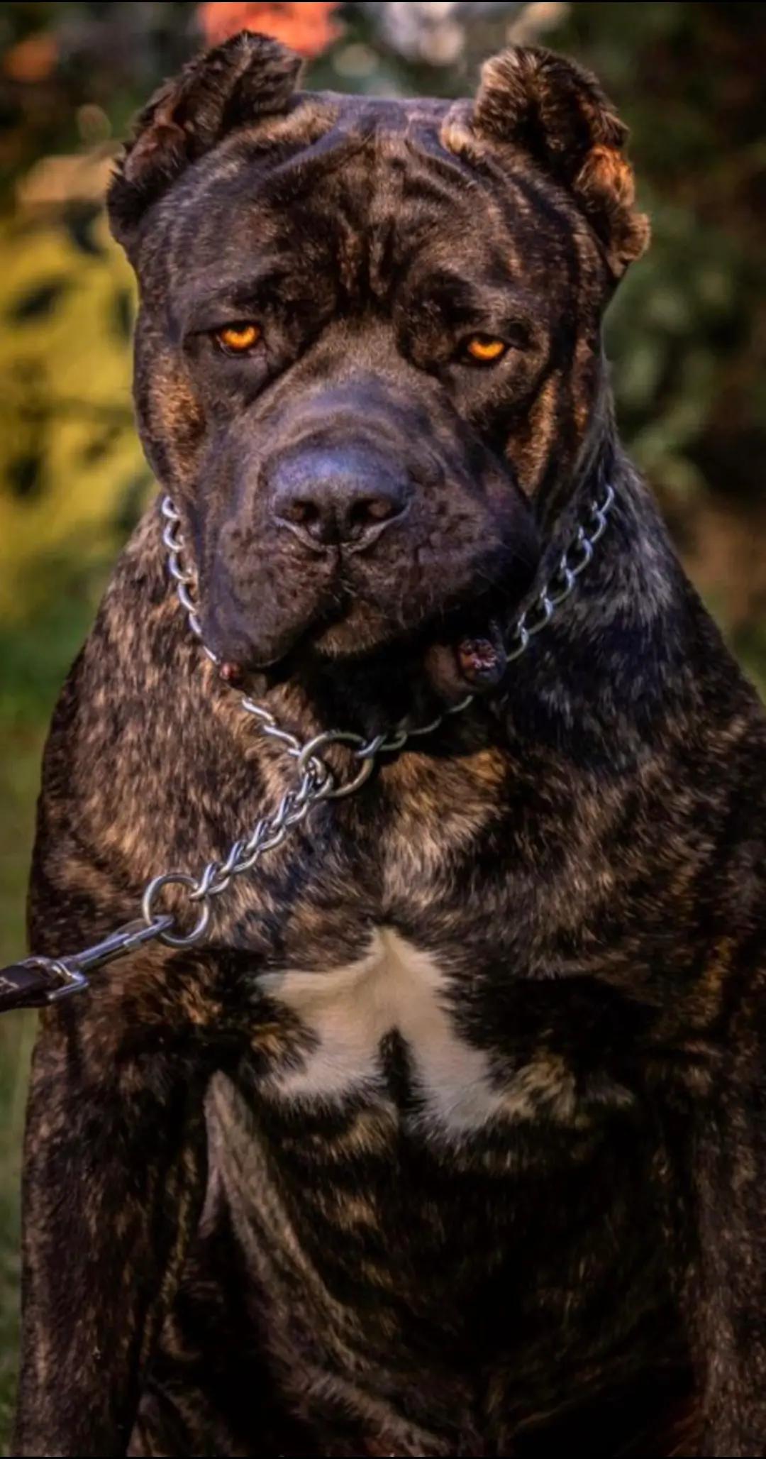 @Charlee The Cane Corso