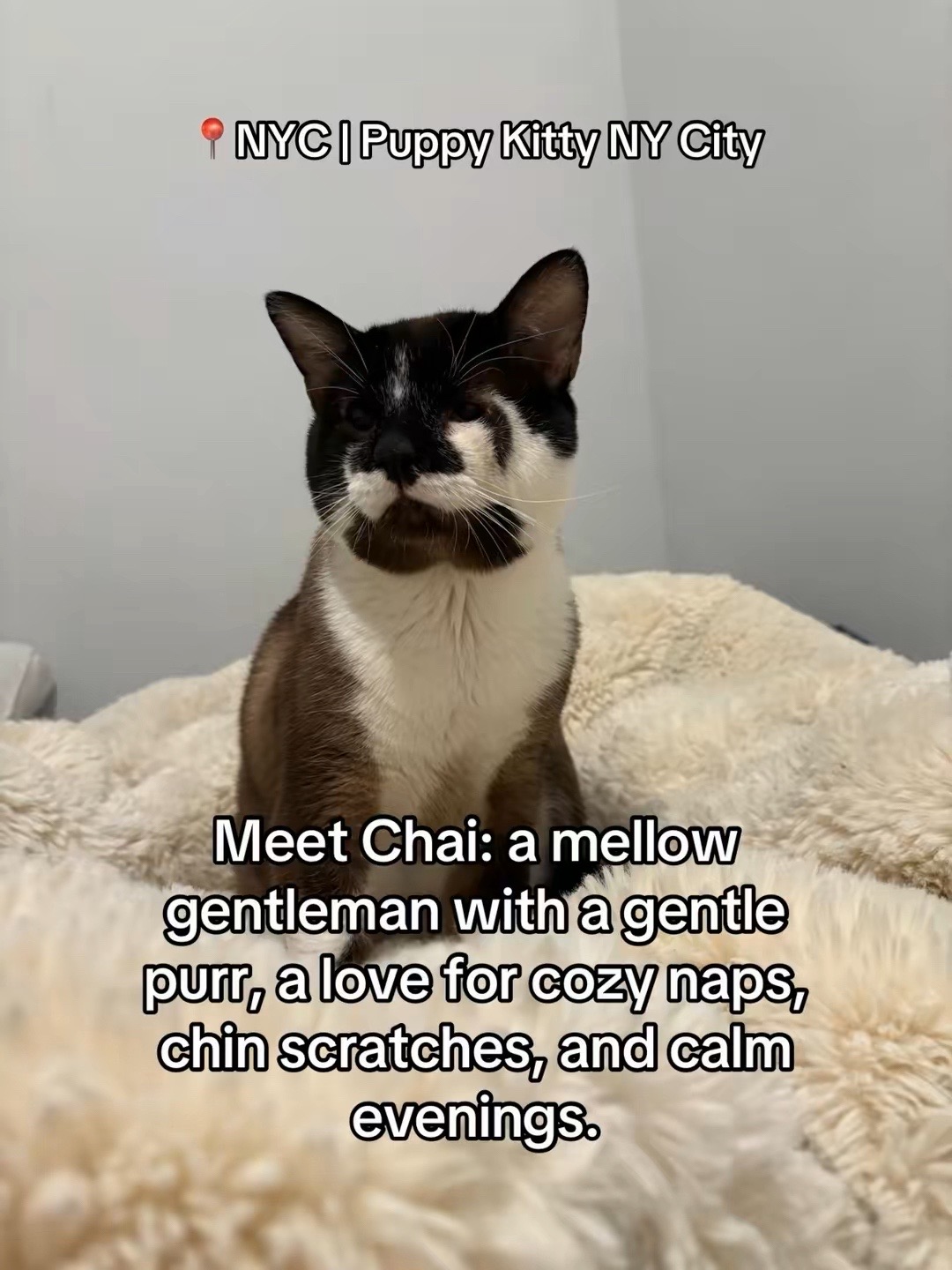 @Adopt a Pet