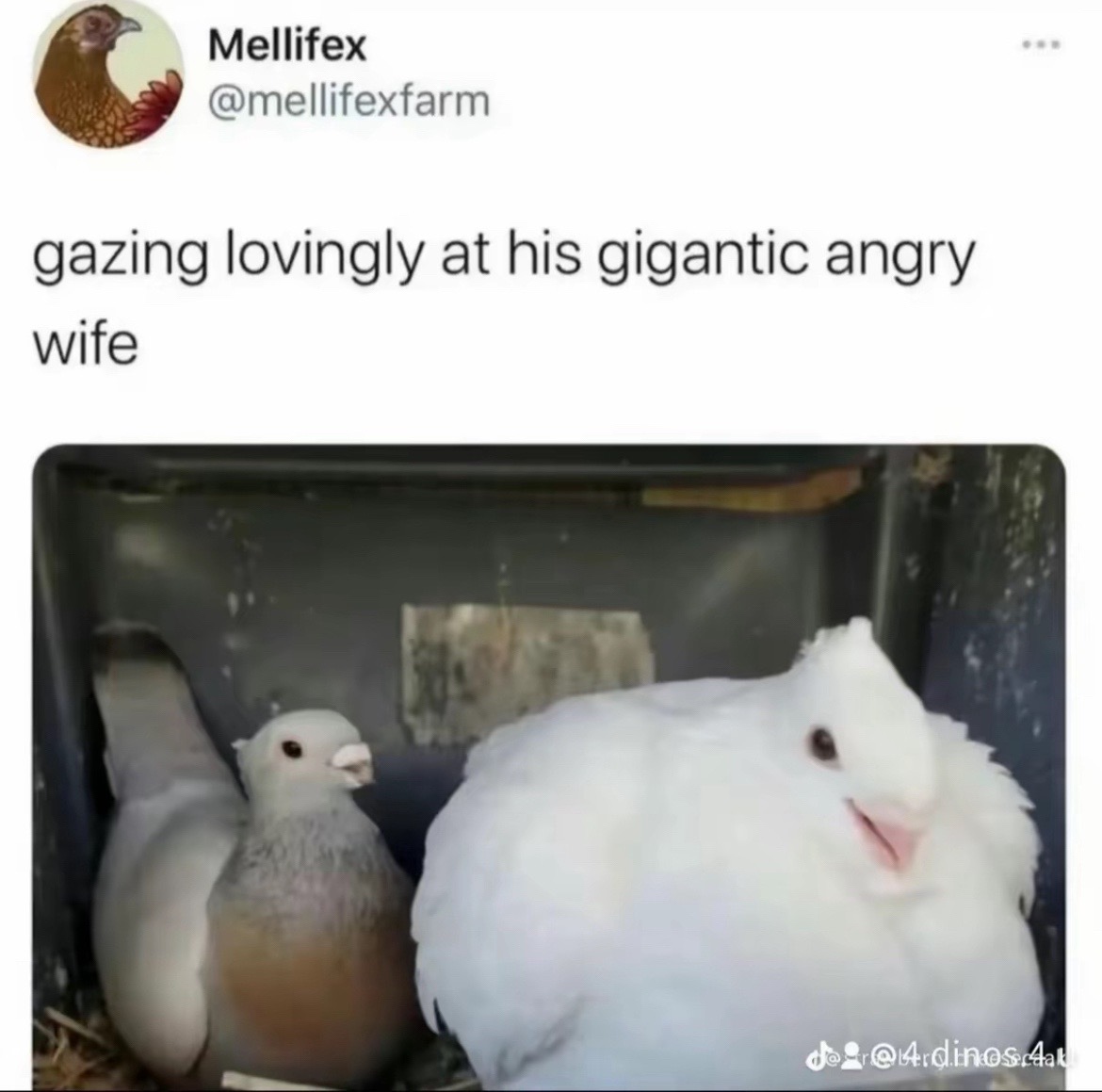 @🌷
