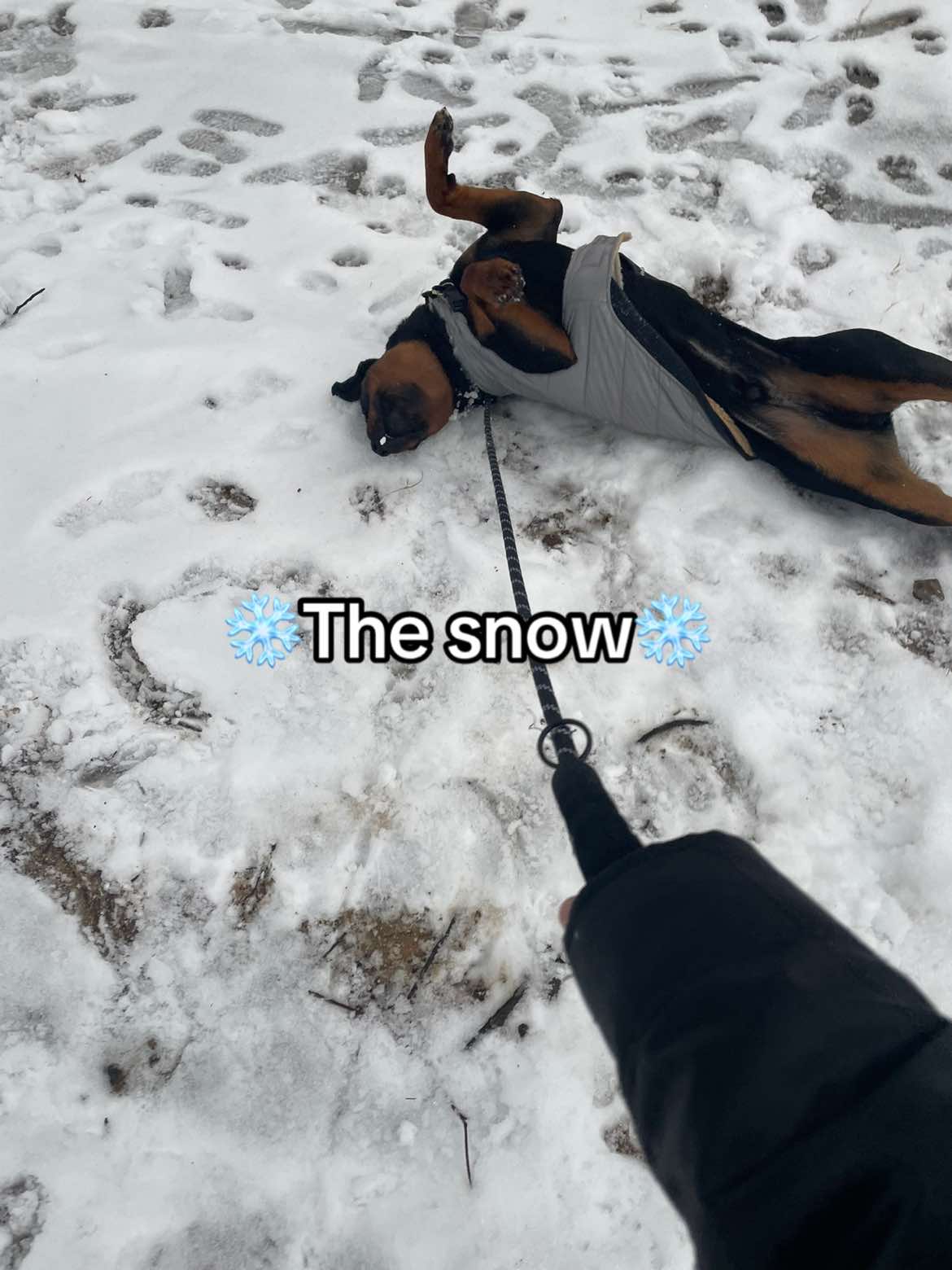 @Bear