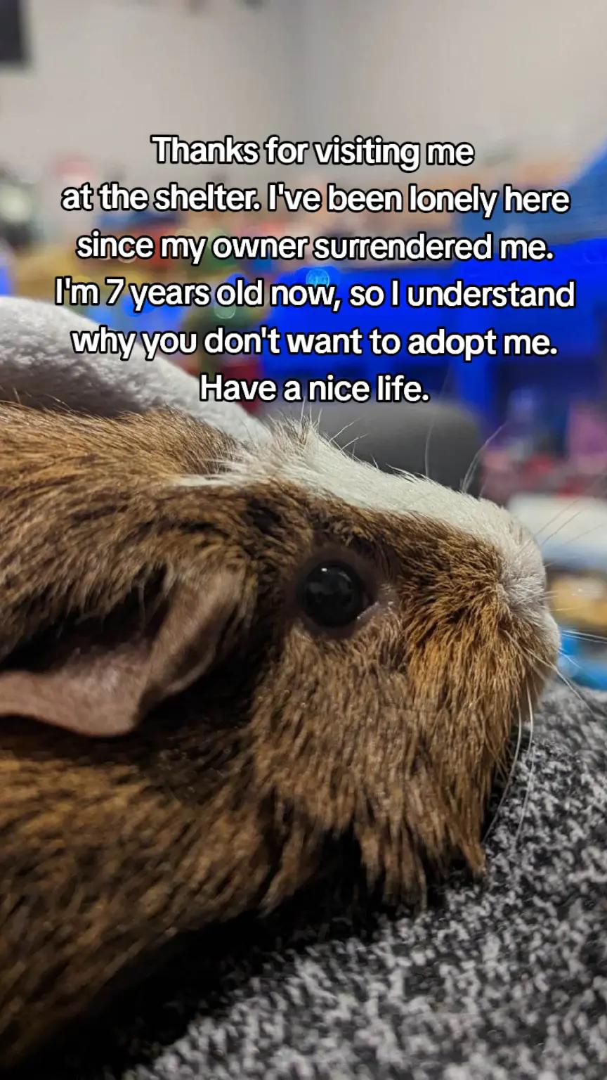 @♡GuineaPiggy♡