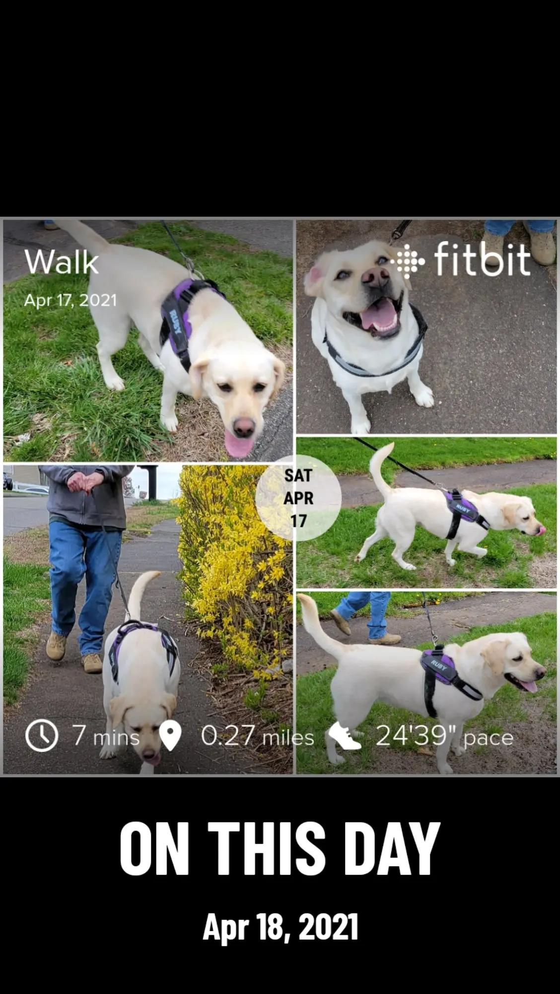 @Ruby.The.English.Labrador