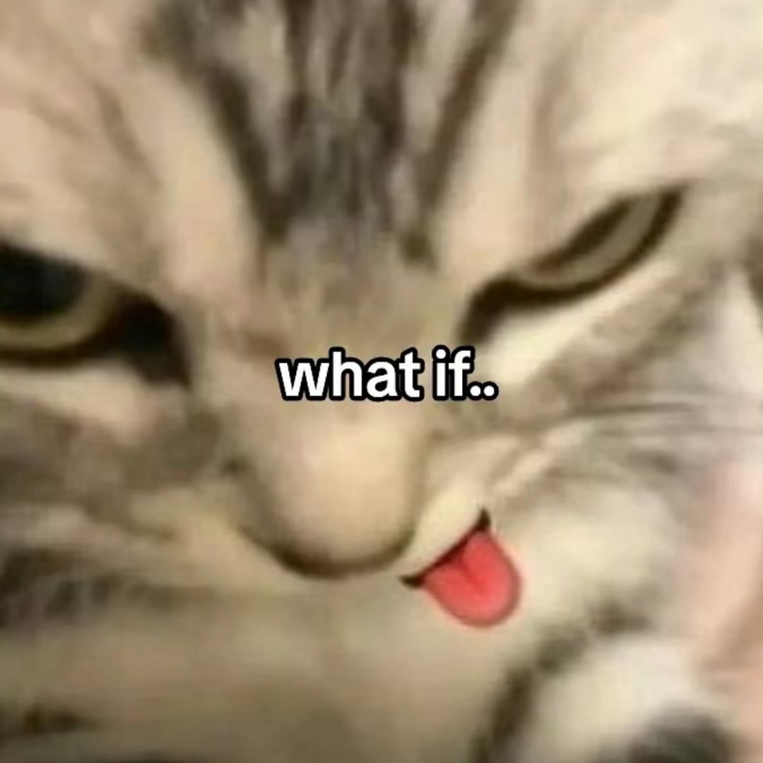 @Cat Memes