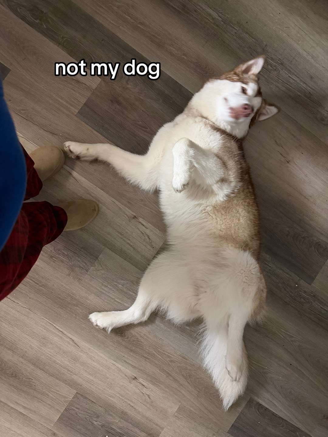 @MixedDepoBabi