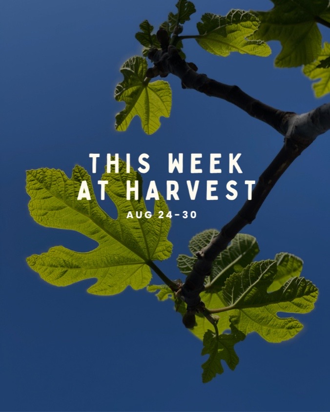 @Steph | Harvest
