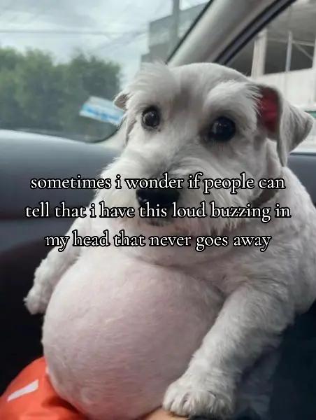 @Maya
