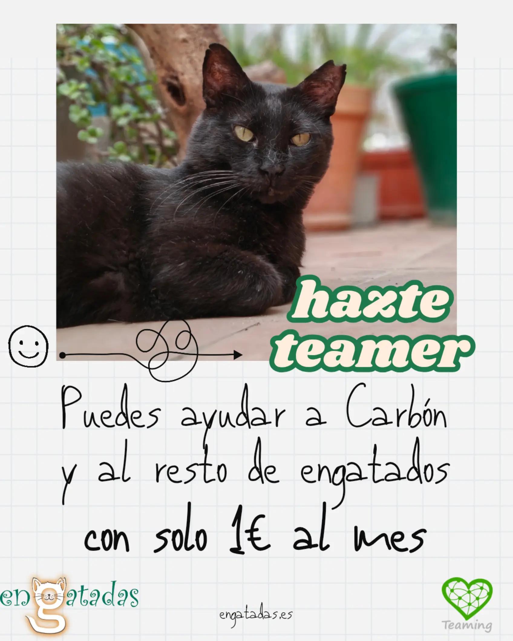 @enGatadas