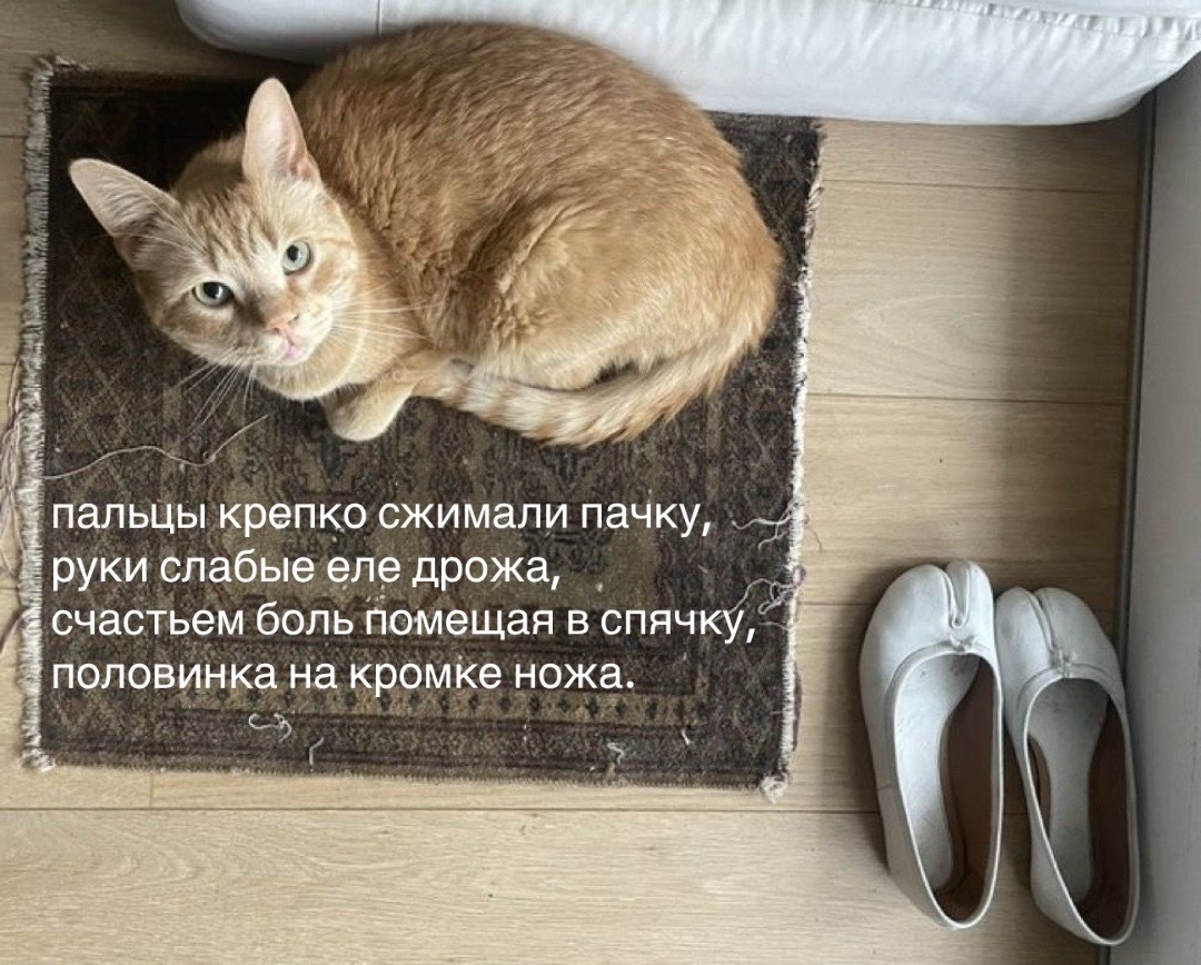 @𝗉𝖺𝗋𝖺𝗇𝗈𝗂𝖽 𝗌𝗁𝖺𝗆𝖾