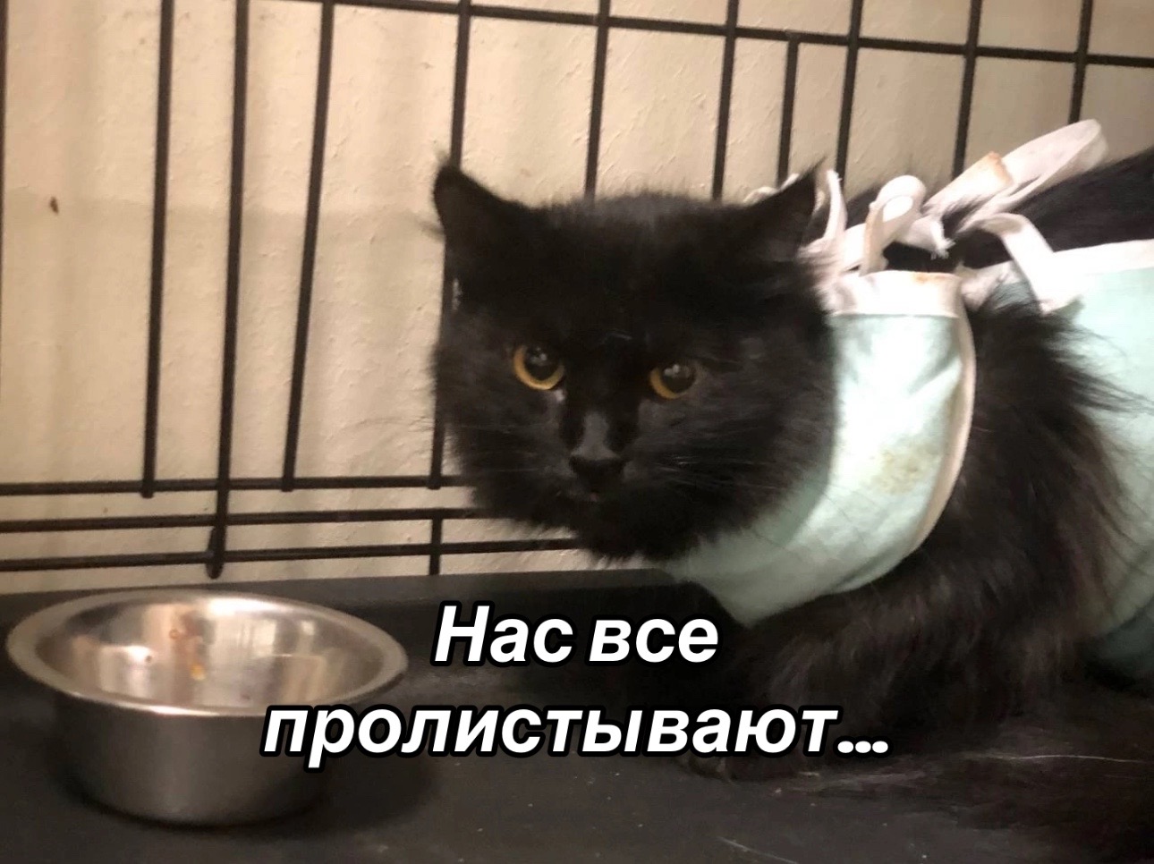 @Приют Потеряшка