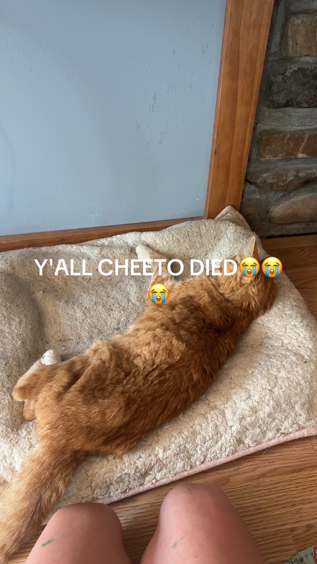 @༺ღ༒ ѕ&eta;&sigma;&sigma;&rho;у ༒ღ༻
