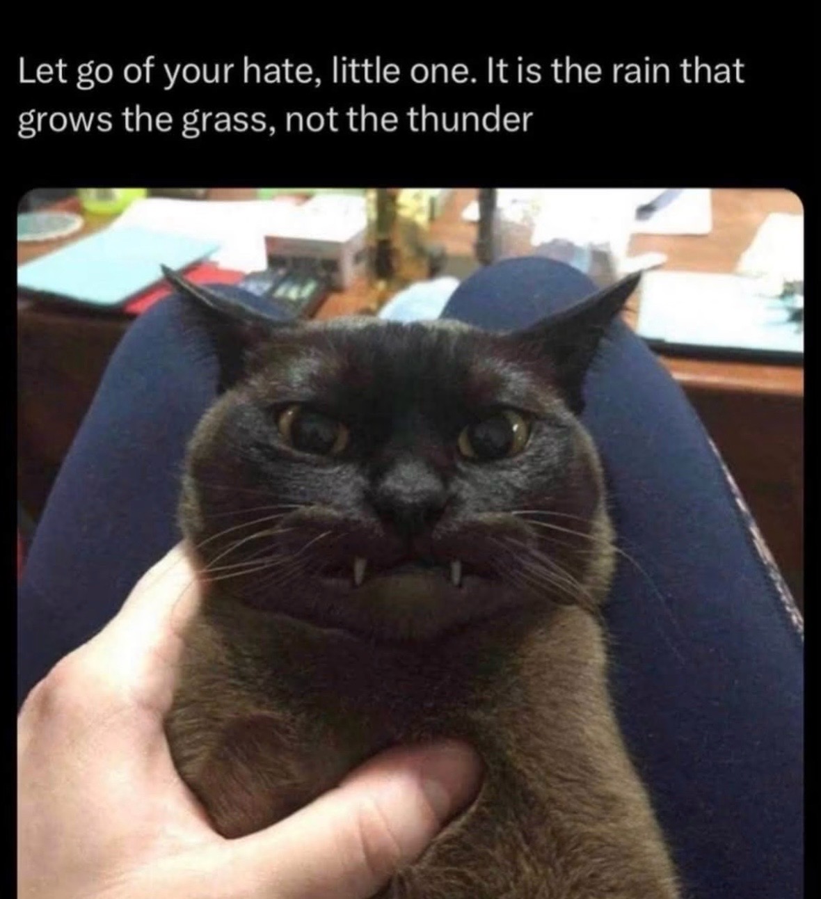 @Bratcats