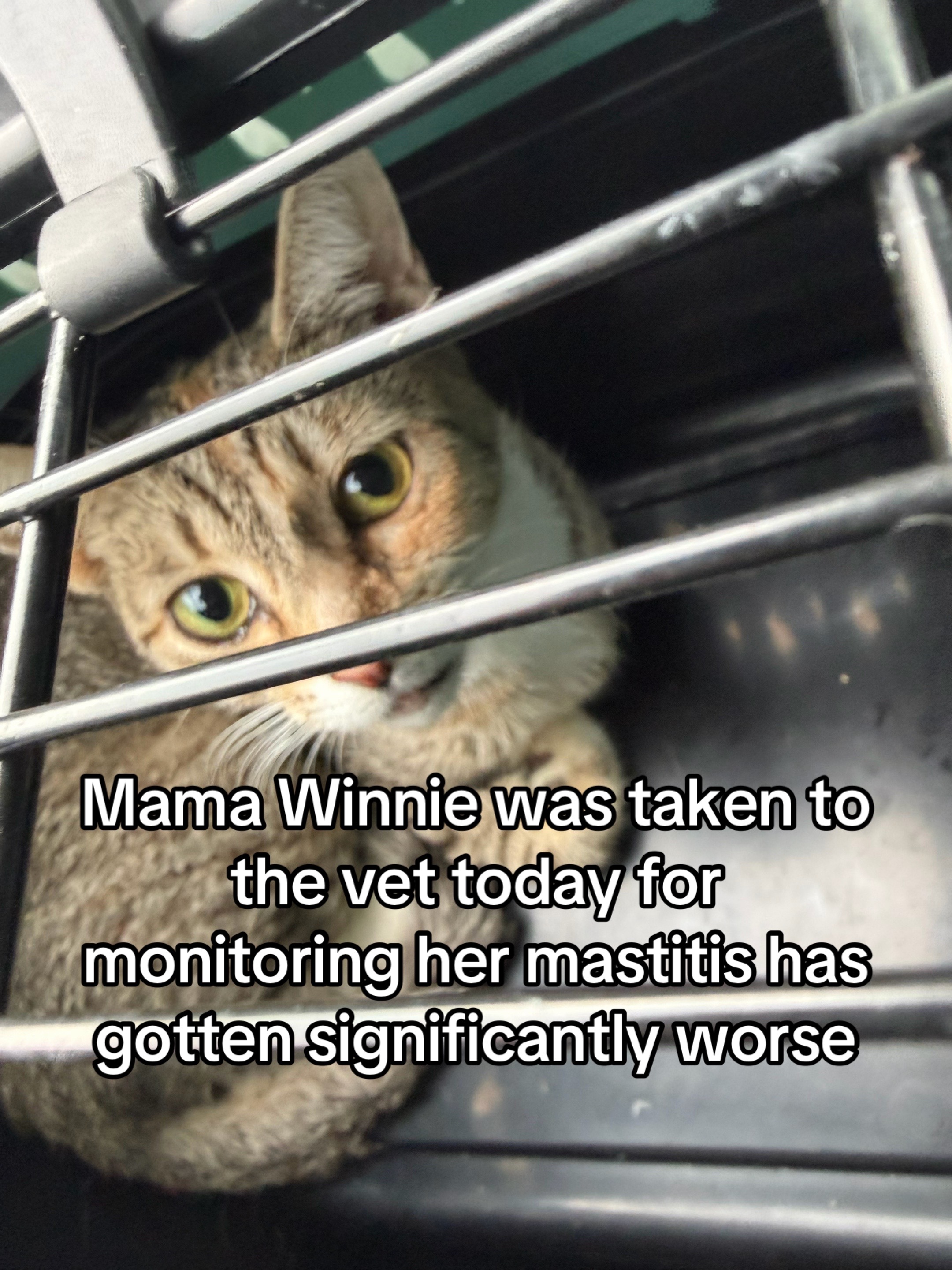 @Kovu&rsquo;s Kitties