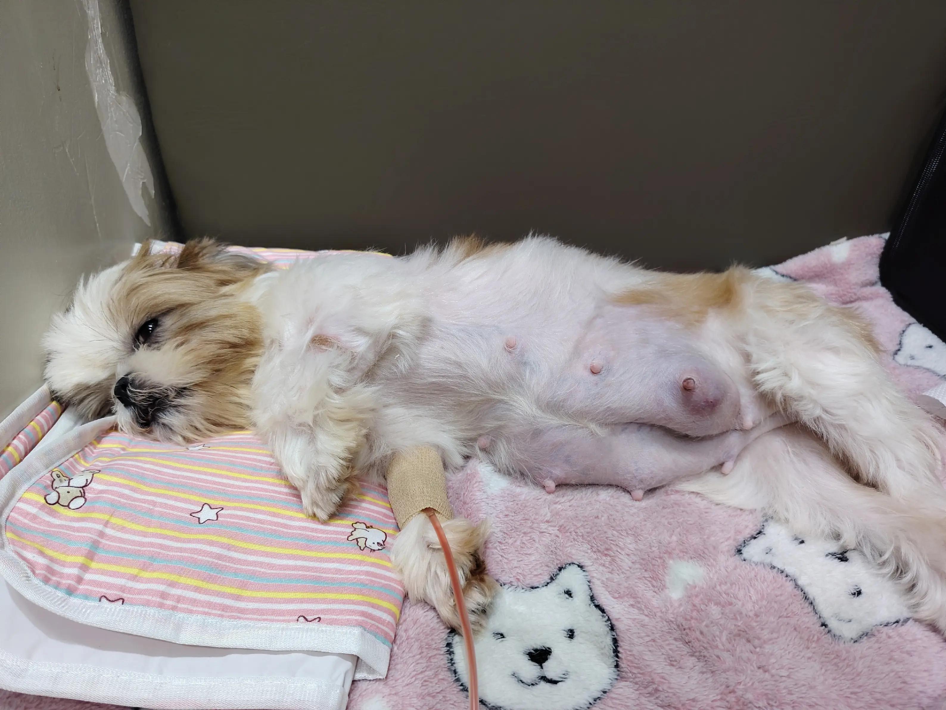 @PawmilyaSweettzu & Furbuddies