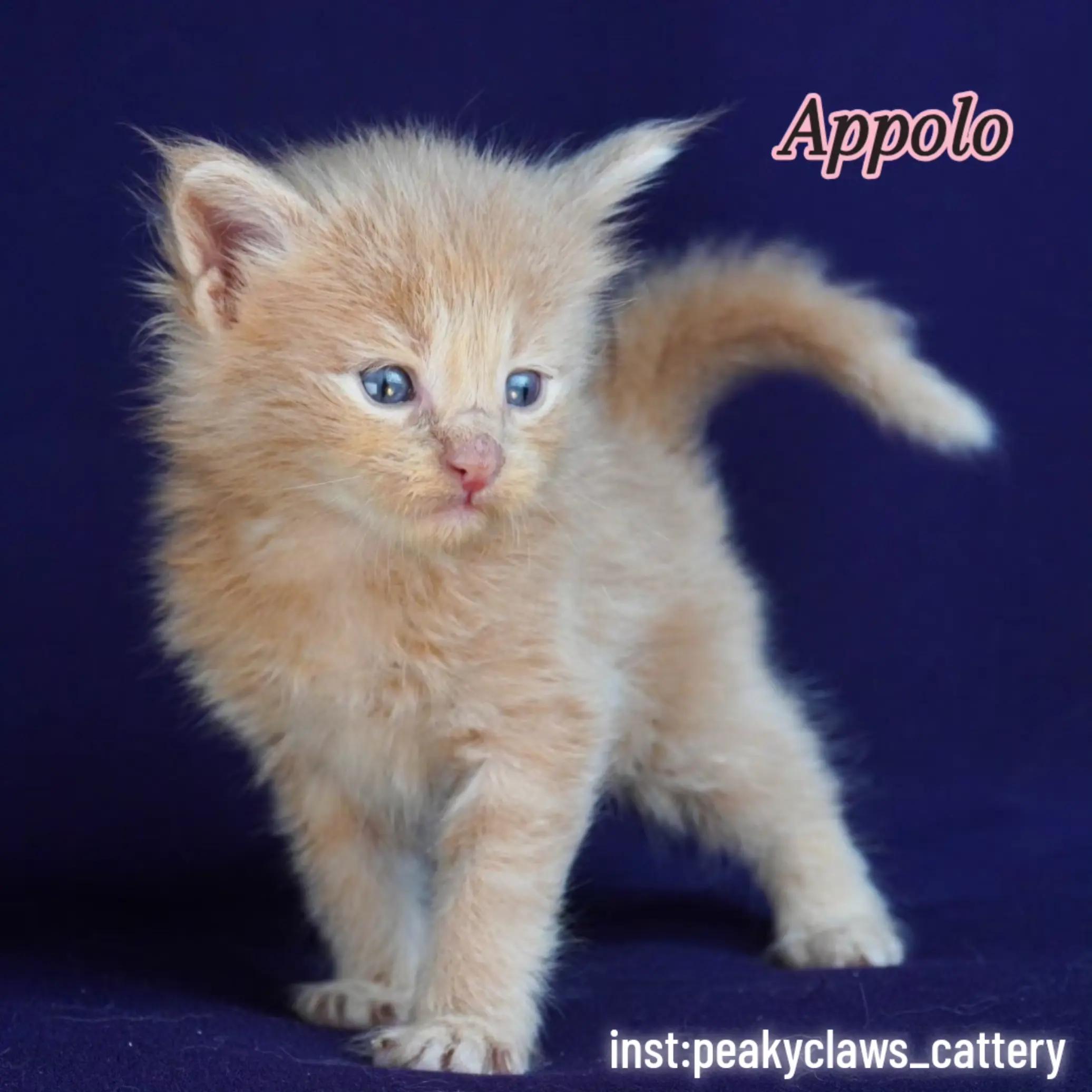 @Peaky Claws Cattery