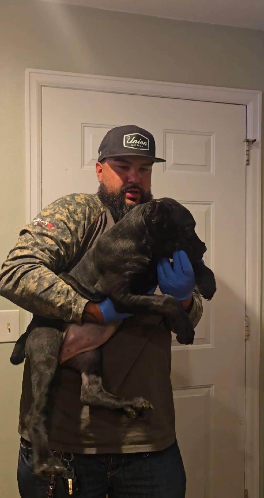 @MileHigh_Cane_Corso