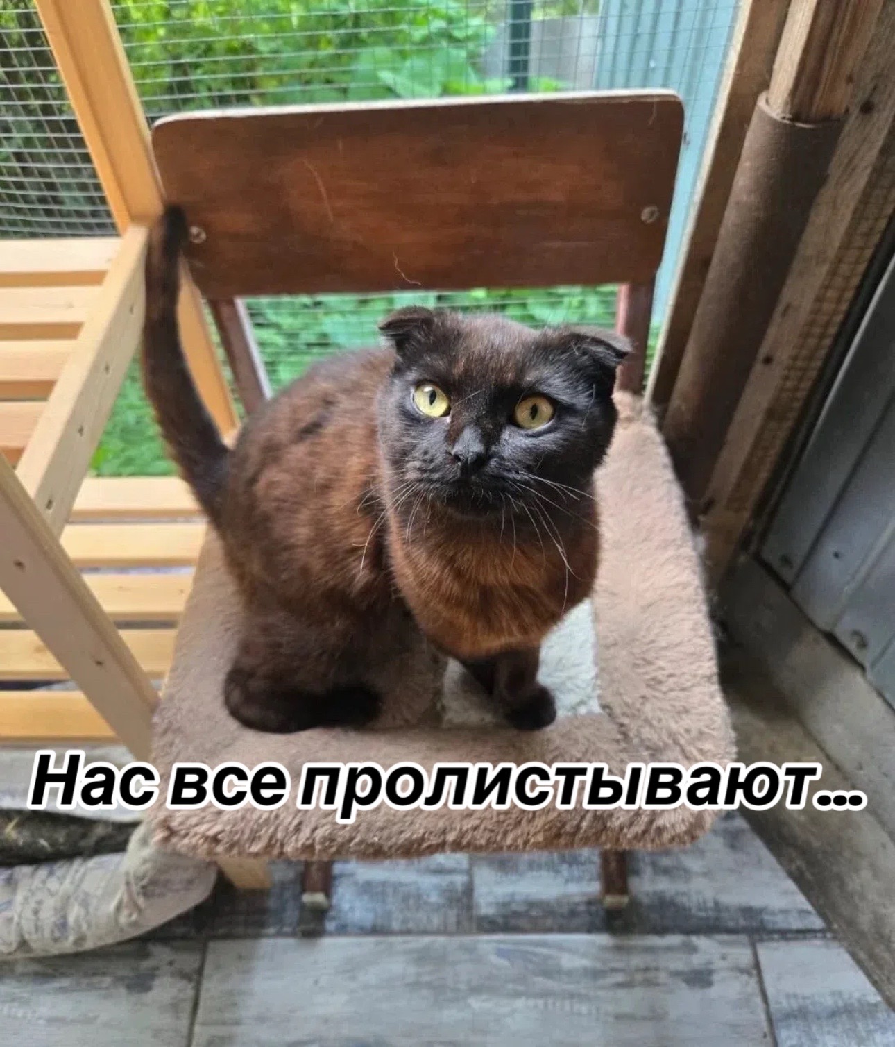 @Приют Потеряшка